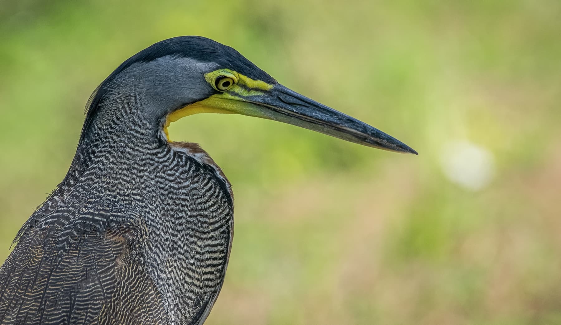 A tiger heron among the greenery on the South Pacific coast near Ojochal