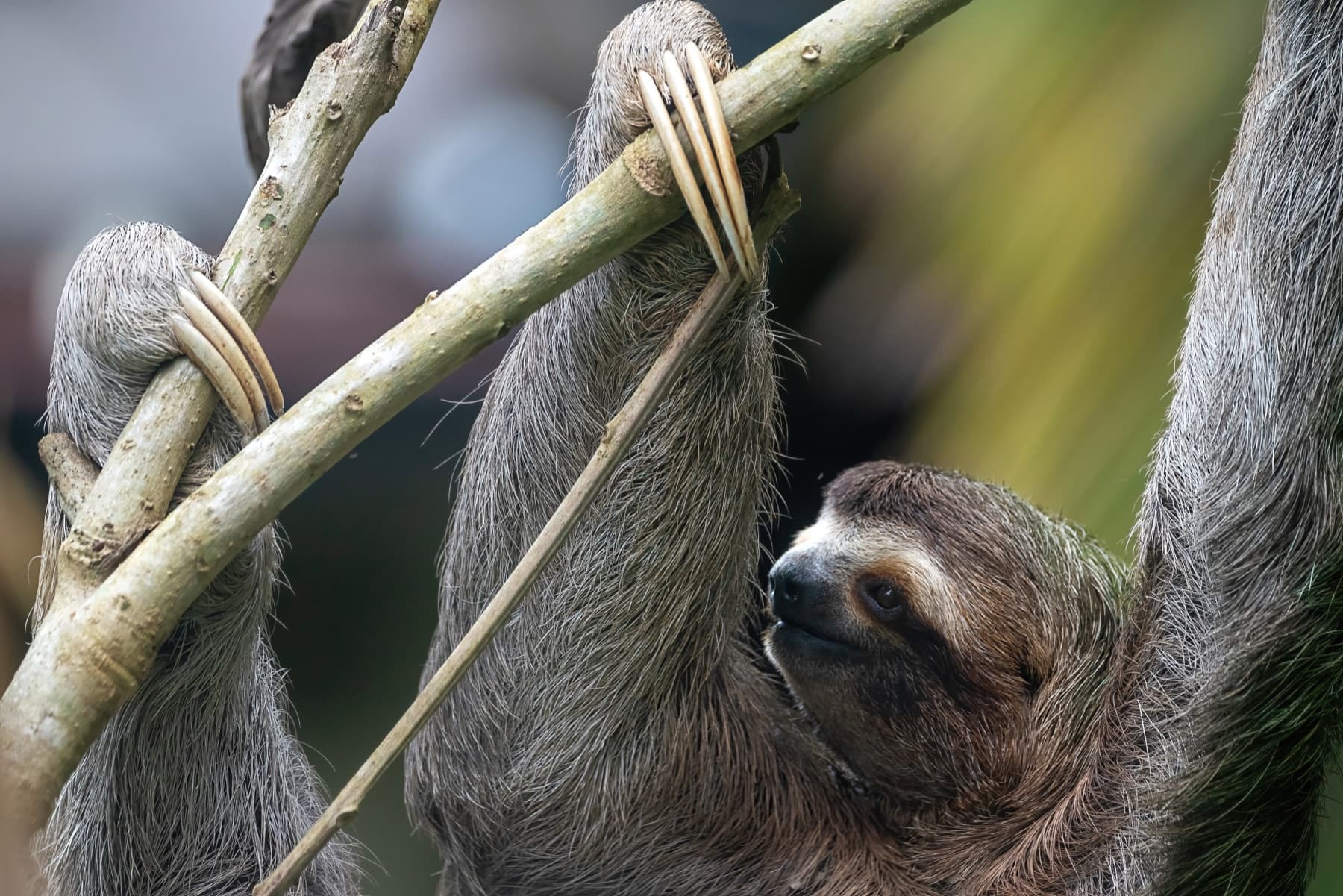 A three-toed sloth in the canopy on Costa Rica's South Pacific coast