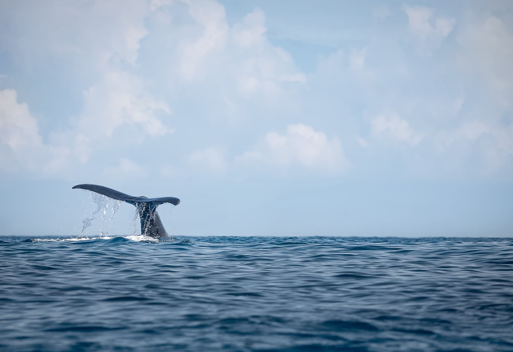 A humpback whale's fluke above the water in Bahía Ballena, off Uvita